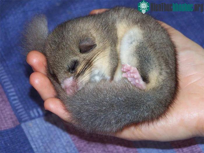 Chuột Glis glis&nbsp;có thói quen ngủ đông kéo dài từ 6-9 tháng