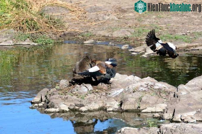 Kế hoạch trộm trứng ngỗng cực hoàn hảo của khỉ đầu chó ảnh 1