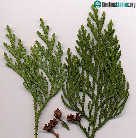 Nhai bách thuộc họ Bách Cupressaceae là một họ thực vật hạt trần phân bổ rộng khắp thế giới.