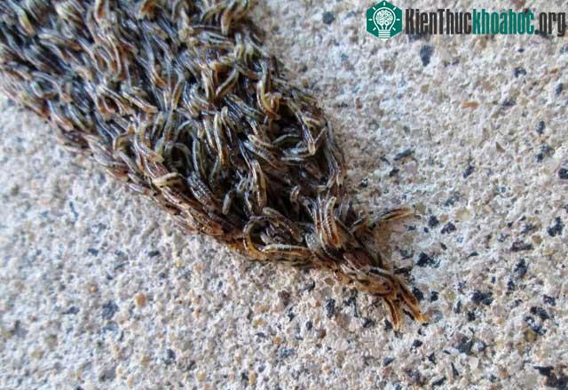 Vào rừng thám hiểm, chuyên gia đụng độ "rắn nghìn chân": Nhìn kỹ, ai nấy đều sởn gai ốc! ảnh 1