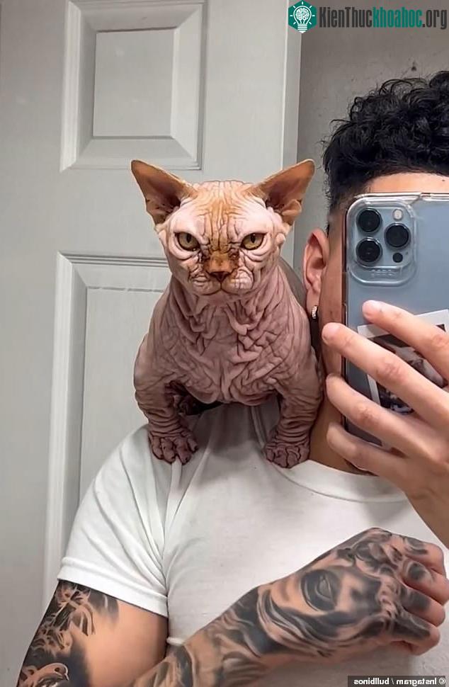 Thực chất đây là những con mèo Sphynx được lai tạo.