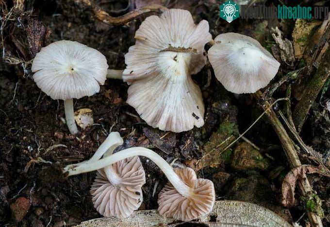 Loài mới Entoloma peristerinum.