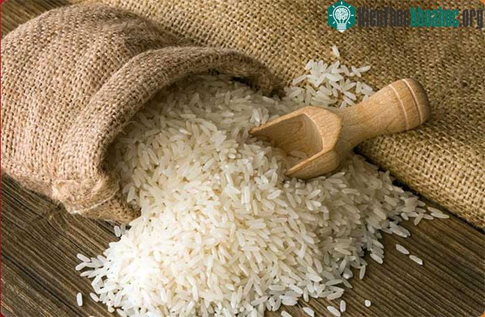 GS Võ Tòng Xuân đóng vai trò quan trọng trong việc phổ biến giống lúa IR36