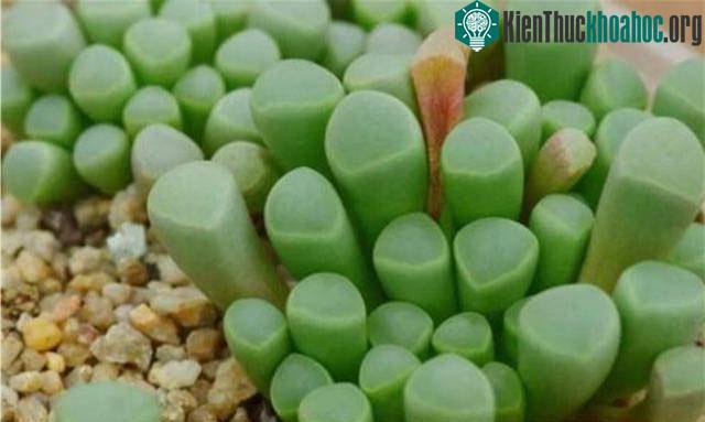 Đây thực ra là một loài cây mọng nước ở châu Phi.