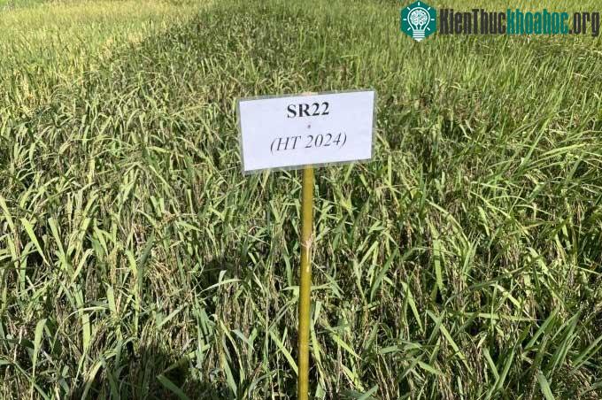 Giống lúa đen SR22 được trồng thực nghiệm tại Củ Chi.