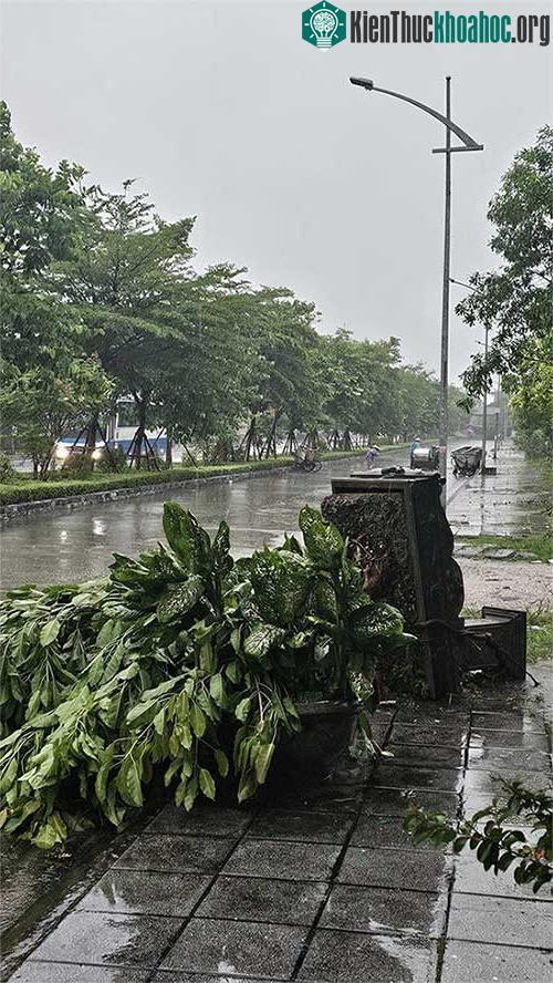 Những thiệt hại ban đầu khi bão số 2 đổ bộ Quảng Ninh-Hải Phòng ảnh 14
