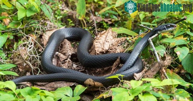 Southern Black Racer - Loài rắn không độc nhanh nhất thế giới
