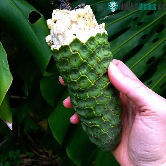 Quả Monstera deliciosa chứa rất nhiều axit oxalic khi chưa chín.
