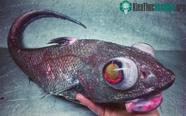 Điều gì đã giúp các loài cá chịu được áp lực nước khủng khiếp lên đến hàng ngàn tấn nơi biển sâu? ảnh 2
