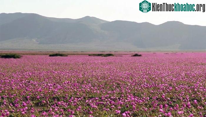 Những hạt giống nảy mầm, lớn lên và trổ hoa sau thời gian "ngủ yên"