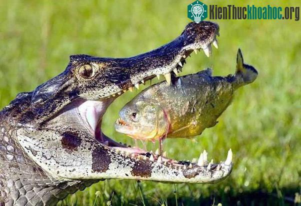 Cá sấu là loài săn mồi cơ hội