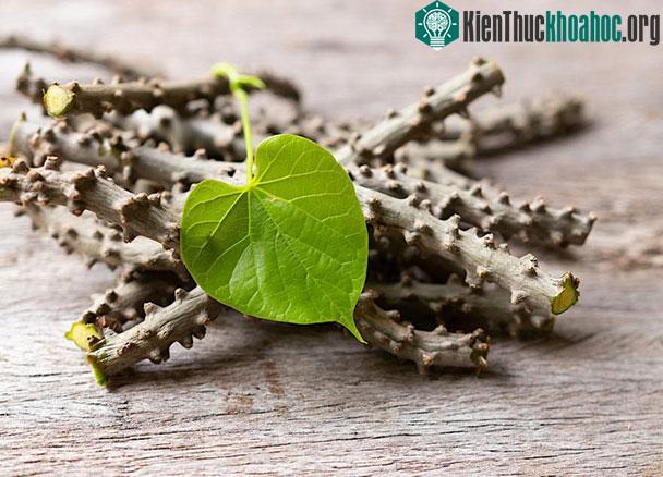 Trong Đông ý, người ta thường dùng loại cây này để phòng ngừa các vấn đề về xương.&nbsp;