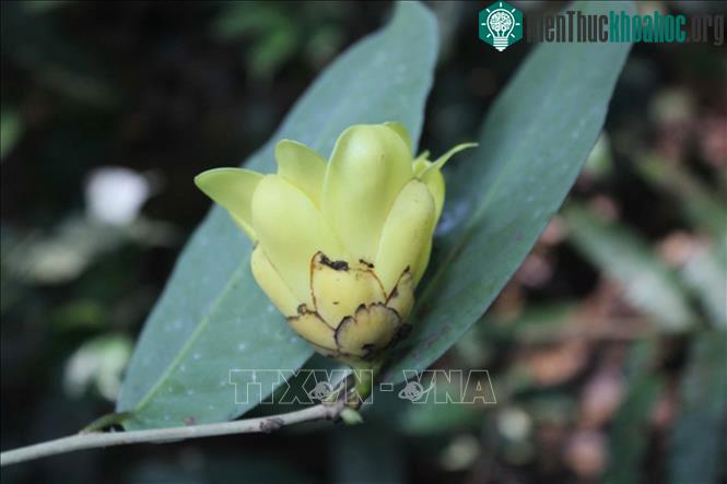 Cây trà hoa trái mỏng