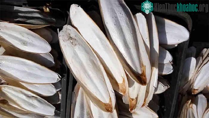 Khi mai mực được chế biến thành bột, nó còn có tác dụng đông máu và cầm máu tại chỗ.