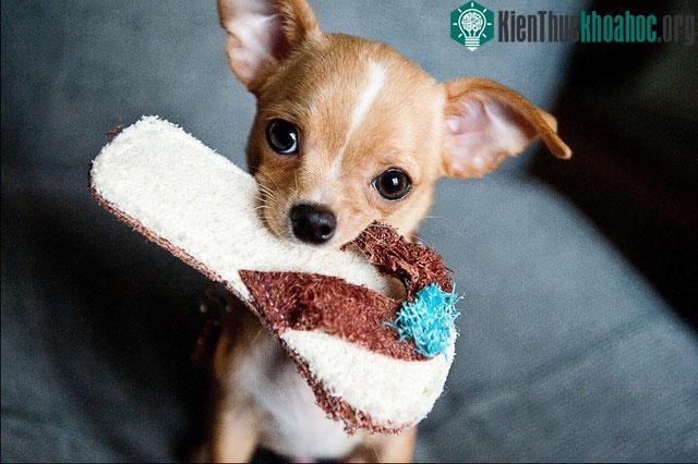 Chó Chihuahua.