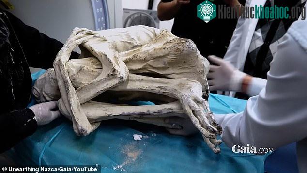 Tiết lộ mới về xác người ngoài hành tinh gây chấn động: Một chi tiết khẳng định "không phải con người" ảnh 2