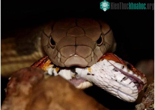 Chúng cũng có tuổi thọ tương đối dài, sống từ 20 đến 30 năm