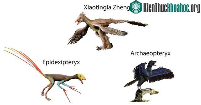 &nbsp;Loài chim lâu đời nhất hiện được cho là Epidexipteryx, sau đó mới đến Archaeopteryx.