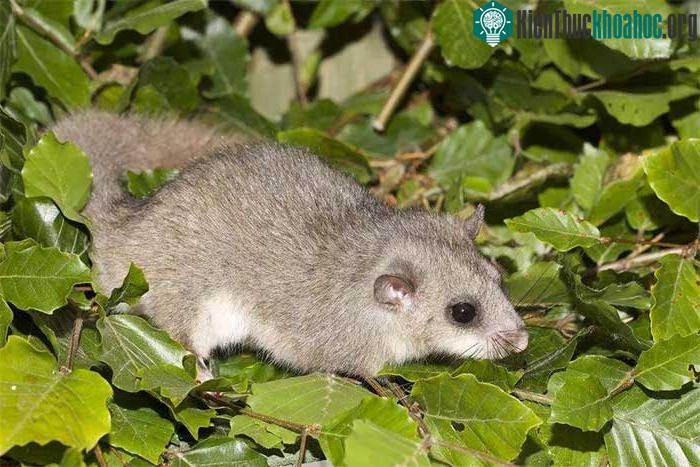 Chuột Glis glis là chúng hoạt động chủ yếu vào ban đêm.