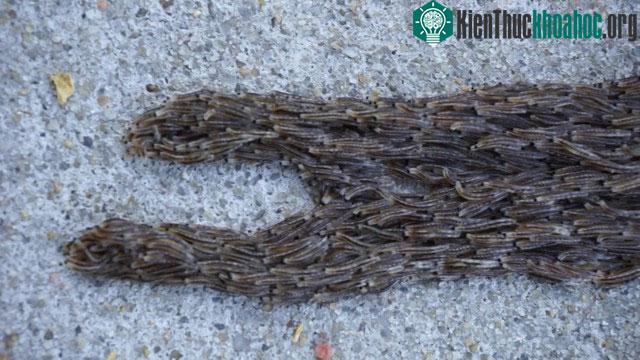 Đây thực chất là ấu trùng của ruồi nấm cánh sẫm Sciaridae xếp chồng lên nhau