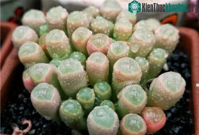 Hình dạng của cây khá khác lạ với các loài cây khác trong thế giới thực vật.