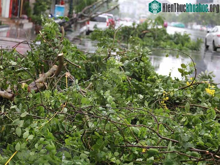 Những thiệt hại ban đầu khi bão số 2 đổ bộ Quảng Ninh-Hải Phòng ảnh 22