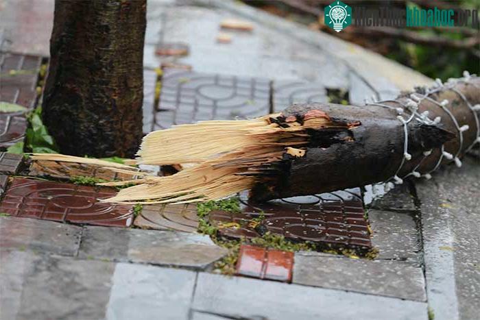Những thiệt hại ban đầu khi bão số 2 đổ bộ Quảng Ninh-Hải Phòng ảnh 23