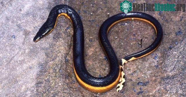 Rắn biển bụng vàng - Loài rắn nhanh nhất dưới nước