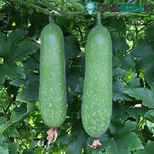 Bí đao cũng giúp con người tăng cường miễn dịch.&nbsp;