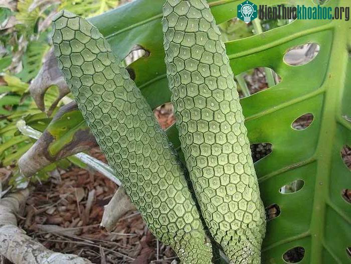 &nbsp;Tất cả các bộ phận của cây Monstera deliciosa đều độc, trừ những quả chín.