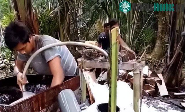 Cây dừa cao lương còn tạo ra việc làm và thu nhập cho người dân.