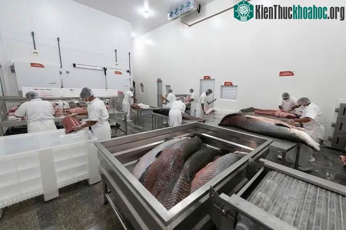 Một cơ sở chế biến cá Hải tượng long được cấp phép tại bang Amazonas, Brazil