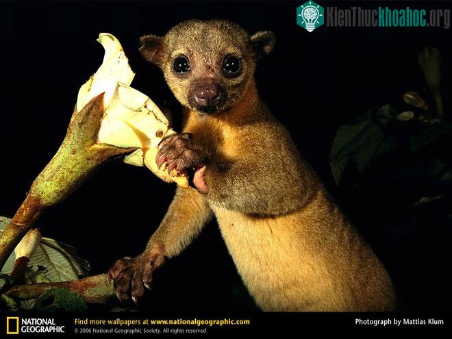 &nbsp;Một con gấu mèo Kinkajous bên bông hoa ưa thích.