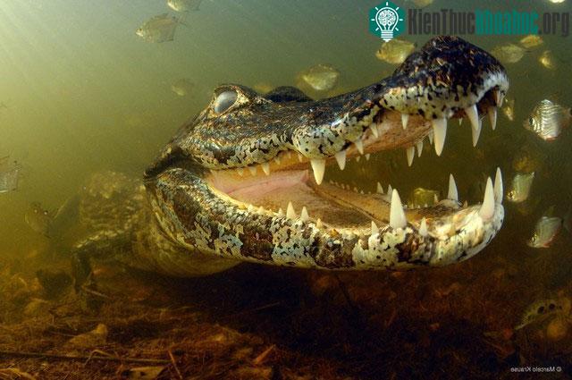 Cá Piranha không thể giết chết cá sấu trưởng thành, nhưng vẫn có thể tấn công cá sấu non.