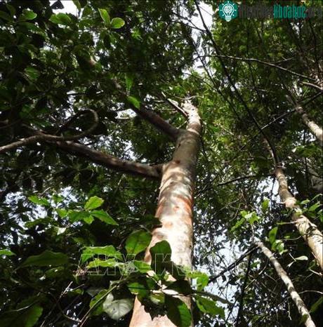 Cây Đỉnh tùng