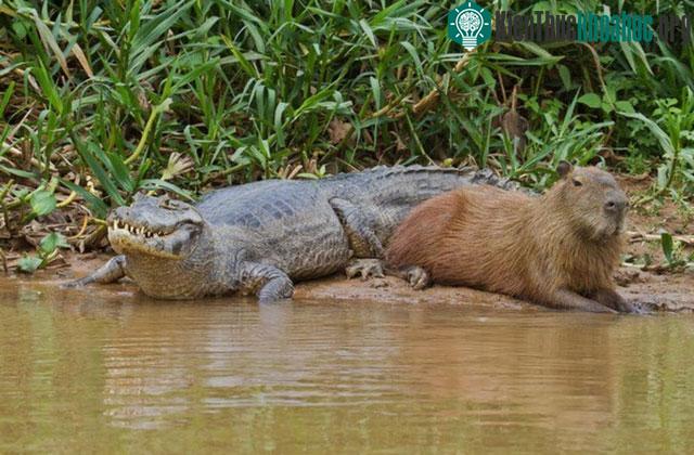 Chuột khổng lồ ung dung giữa đàn cá sấu: Tự tin không bị kẻ săn mồi thịt bởi các khả năng đặc biệt này! ảnh 3