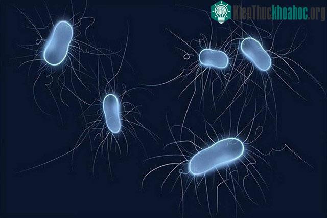 Vi sinh vật mới là "chủ nhân" thực sự trên Trái đất.