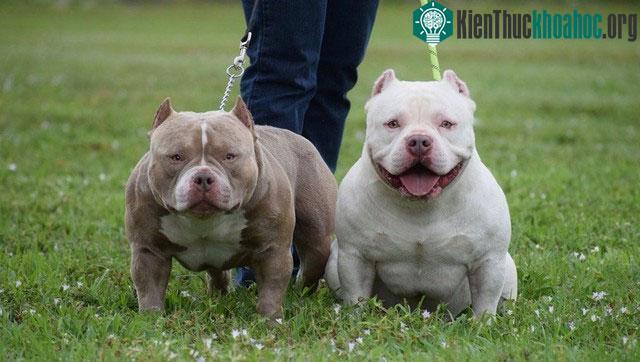 Văn phòng Thủ tướng Anh ban hành lệnh cấm nuôi giống chó Bully XL.