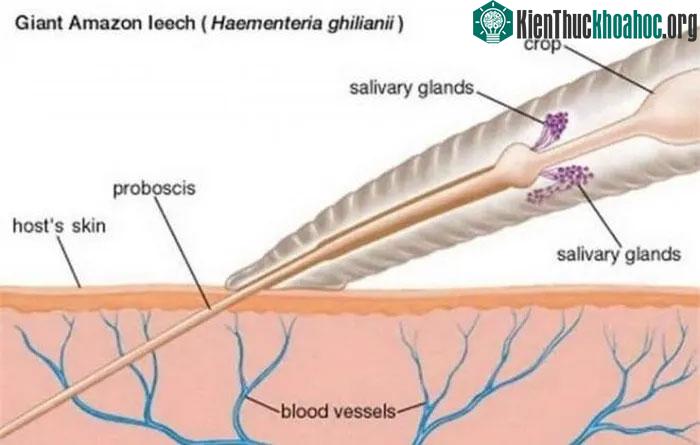 Chỉ cần một lần hút máu là chúng có thể sống trong nhiều tháng mà không cần phải ăn.
