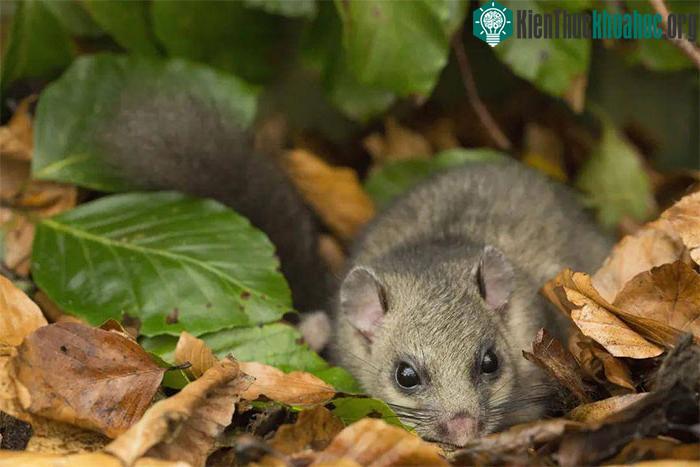 Chuột Glis glis có mùa sinh sản vào mùa hè, thường là từ tháng 6 đến tháng 8.