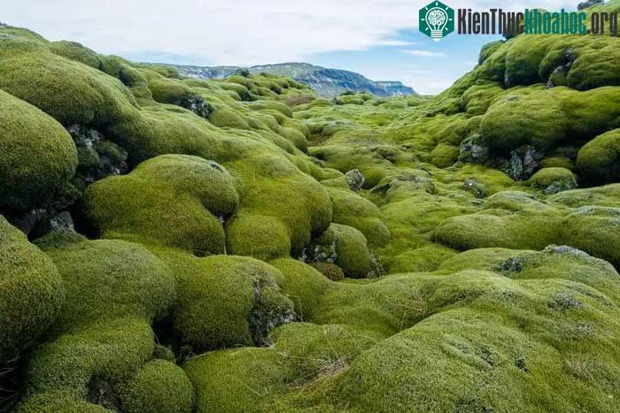 Vụ phun trào quan trọng trong lịch sử Iceland đã gây ra những hậu quả sâu rộng