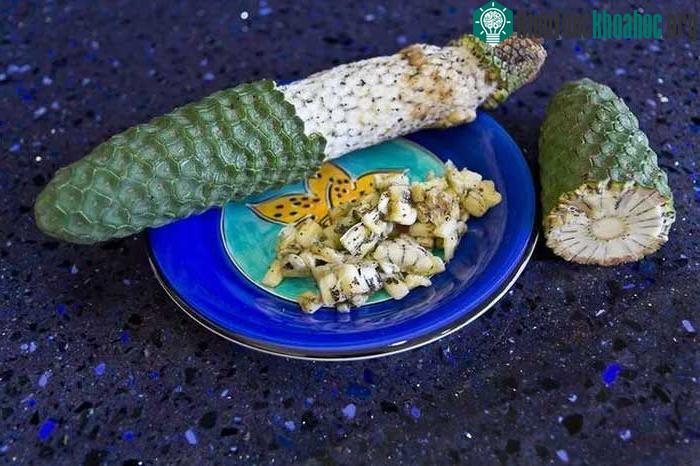 Nhiều nơi ở Trung Mỹ, loại quả này đã trở thành thức ăn hàng ngày.