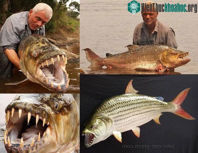 Cá chép chó khổng lồ đủ lớn và mạnh để cắn xuyên qua lớp da cá sấu