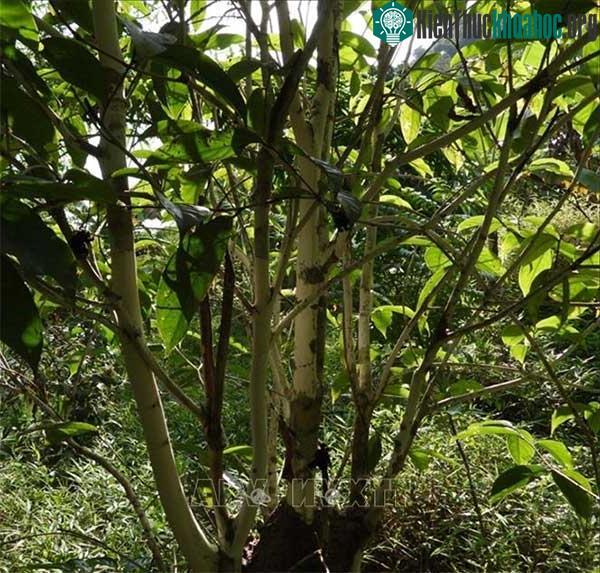 Cây trà hoa trái mỏng
