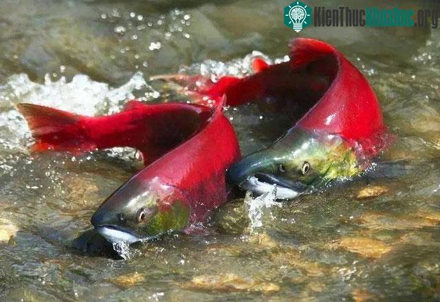 Biến đổi khí hậu cũng đang tác động mạnh mẽ đến môi trường sống của cá hồi