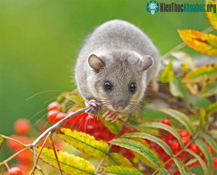 Chuột Glis glis có vai trò quan trọng trong hệ sinh thái rừng.&nbsp;