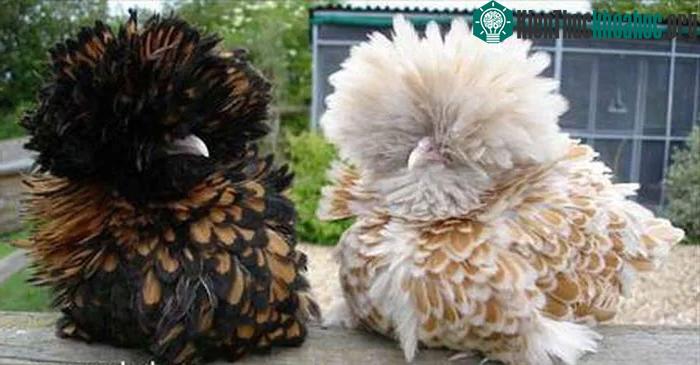 Gà Ba Lan có rất nhiều màu nhưng điểm nhấn riêng của chúng nằm ở chùm lông trên đầu.