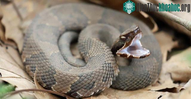 Cottonmouth - Loài rắn sở hữu tốc độ tấn công nhanh nhất ở Mỹ