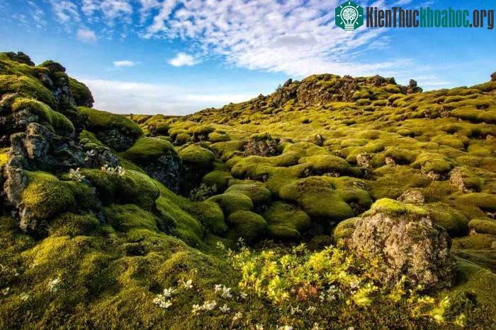 Ngày nay, cánh đồng dung nham của Eldhraun mang đến một phong cảnh tưởng tượng thu hút
