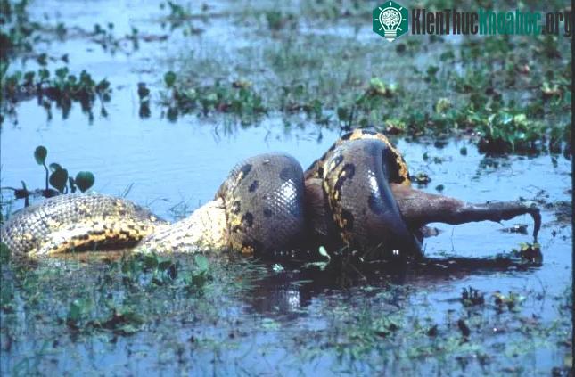 Bộ ảnh kinh ngạc về loài trăn Anaconda lớn nhất thế giới tìm thấy ở Nam Mỹ ảnh 5